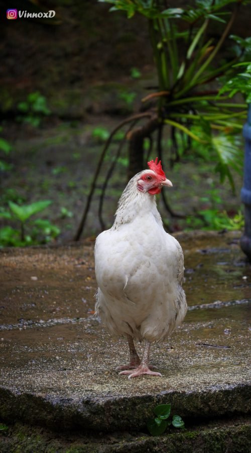 Edição -1000320487 16_9